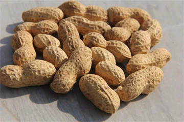 Distribution range of peanuts