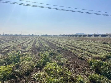 调研东北花生产地 调研东北花生产地