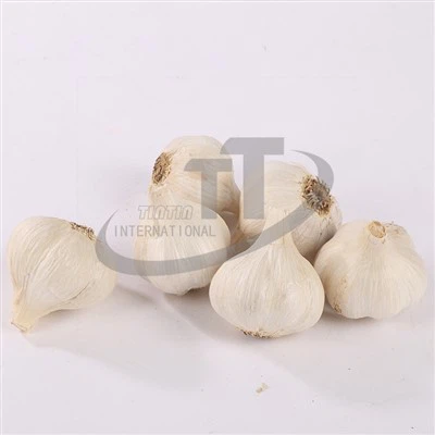 Tuoretta valkosipulia