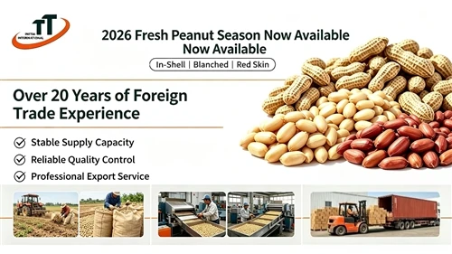 2026 Uusi-Crop Peanuts virallisesti lanseerattu maailmanlaajuiseen vientiin