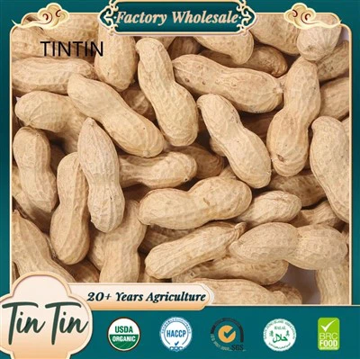 Terveellinen kiinalainen paahdettu maapähkinä kuoressa